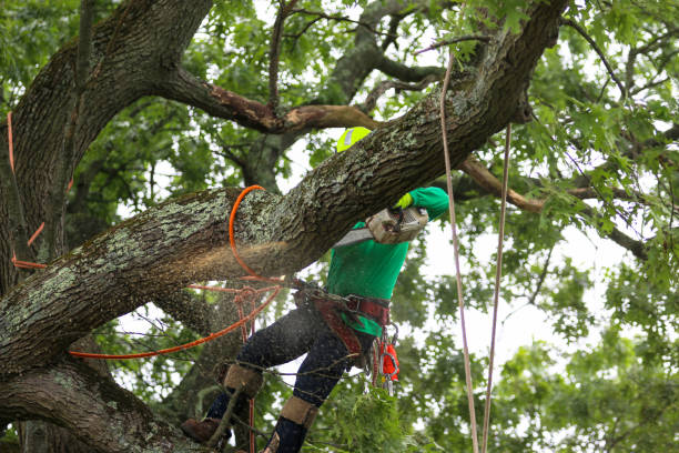 Best Stump Grinding and Removal  in Dock Junction, GA